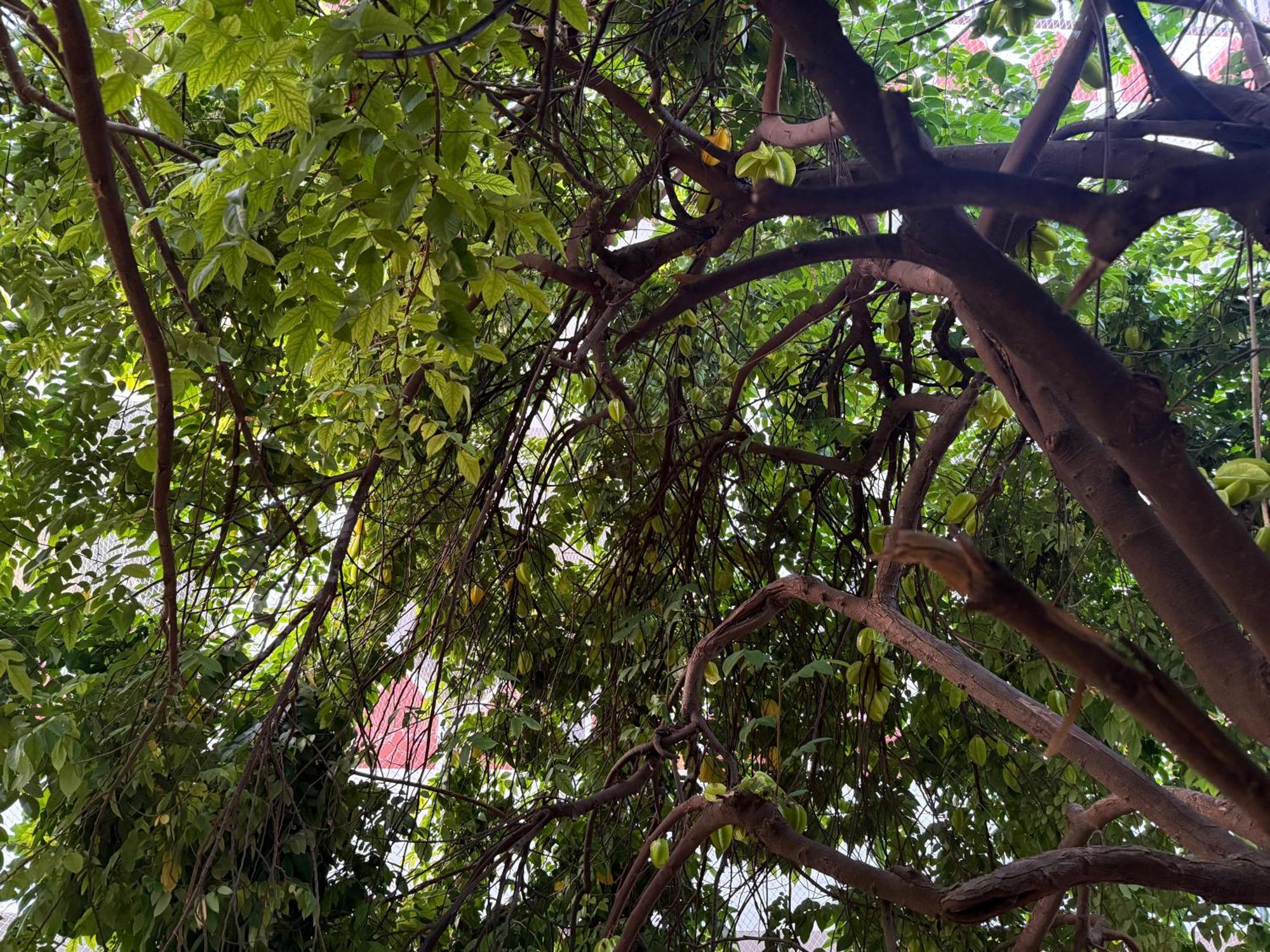 Hotel Green Heaven Resort Pushkar Exterior foto